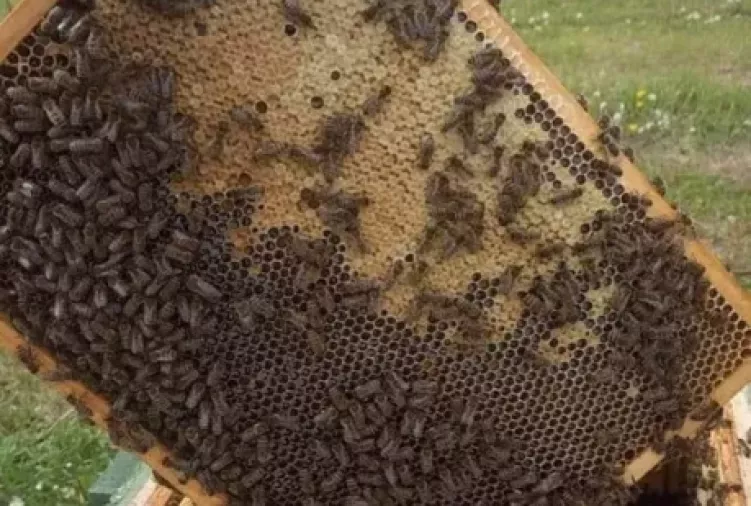 Rodziny pszczele ul ule pszczoły